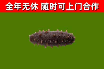 明水回收海参干